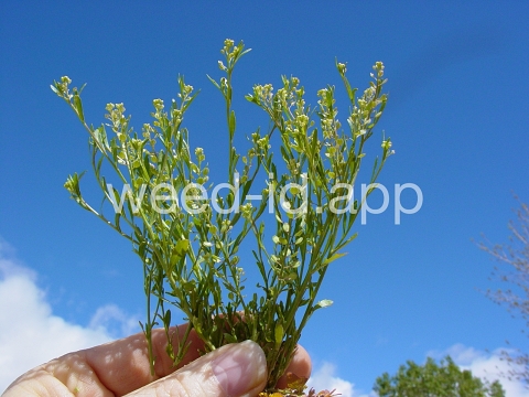pepperweed, sand